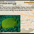 Chaetodon rafflesi - Latticed