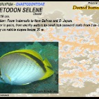 Chaetodon selene - Dotted 