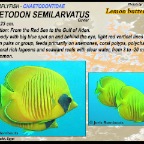 Chaetodon semilarvatus - Lemon 