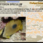 Chaetodon speculum - Ovalspot 