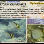 Chaetodon vagabundus - Vagabond
