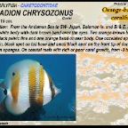Coradion chrysozonus - Orange 