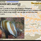 Coradion melanopus - Two-eyed 