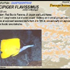 Forcipiger flavissimus - Forcep