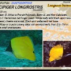 Forcipiger longirostris - Longn