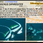 Heniochus diphreutes - Schooling