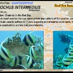 Heniochus intermedius - Red Sea