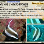 Heniochus chrysostomus - Pennant