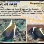 Heniochus varius - Humphead 