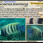 Pomacanthus sexstriatus