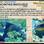 Pomacanthus maculosus - Yellow-bar