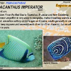Pomacanthus imperator