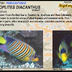 Pygoplites diacanthus