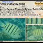 Abudefduf bengalensis - Bengal