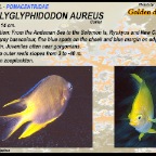 Amblyglyphidodon aureus - Golden