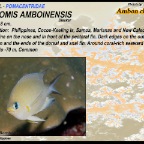 Chromis amboinensis - Ambon