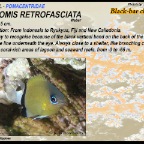 Chromis retrofasciata - Black-bar