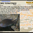Chromis ternatensis-Ternate - chro