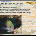 Chromis scotochiloptera - Philippines