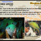 Chromis viridis - Blue-green