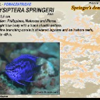 Chrysiptera springeri - Springer'