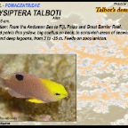 Chrysiptera talboti - Talbot's