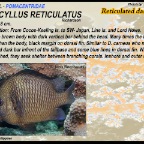 Dascyllus reticulatus - Reticulated