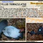 Dascyllus trimaculatus - Three-spot