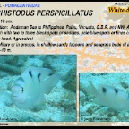 Dischistodus perspicillatus - White