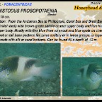 Dischistodus prosopotaenia - Honeyhead