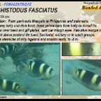 Dischistodus fasciatus -Banded