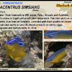 Pomacentrus simsiang - Blueback
