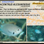Pomacentrus alexanderae - Alexander's