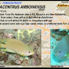 Pomacentrus amboinensis - Ambon