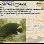 Pomacentrus littoralis - Smoky