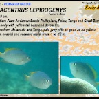 Pomacentrus lepidogenys - Scaly
