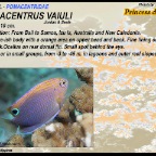 Pomacentrus vaiuli - Princess