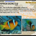 Amphiprion bicinctus
