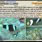 Amphiprion clarkii
