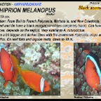 Amphiprion melanopus
