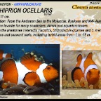 Amphiprion ocellaris