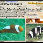 Amphiprion polymnus
