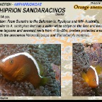 Amphiprion sandaracinos
