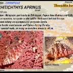 Cirrhitichthys aprinus - Threadfin