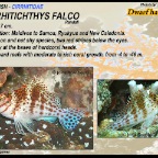 Cirrhitichthys falco - Dwarf