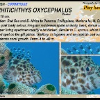 Cirrhitichthys oxycephalus - Pixy