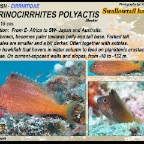 Cyprinocirrhites polyactis - Swallowtail