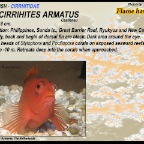 Neocirrihites armatus - Flame