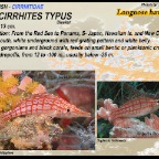 Oxycirrhites Typus - Longnose