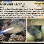 Paracirrhites arcatus - Arc-eye